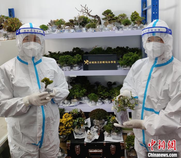 哈尔滨海关查获非法入境活体植物243株