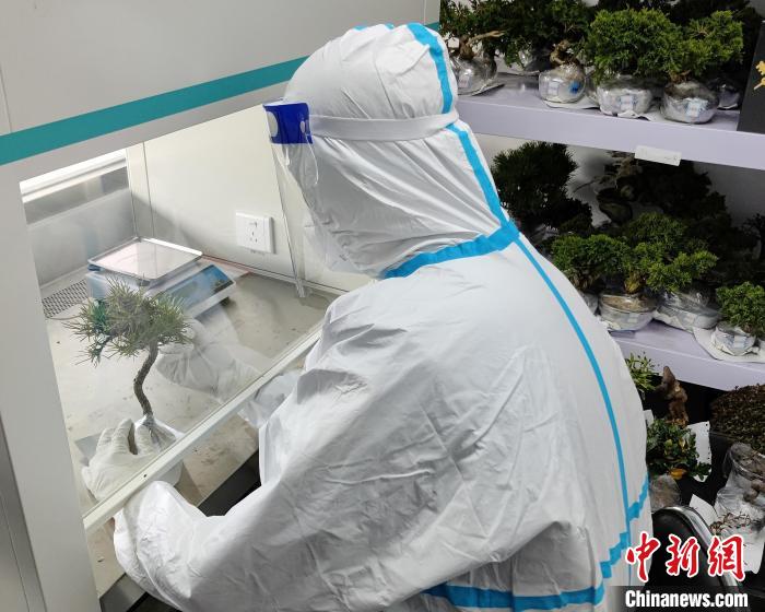 海关关员查验非法入境活体植物。　哈尔滨海关供图