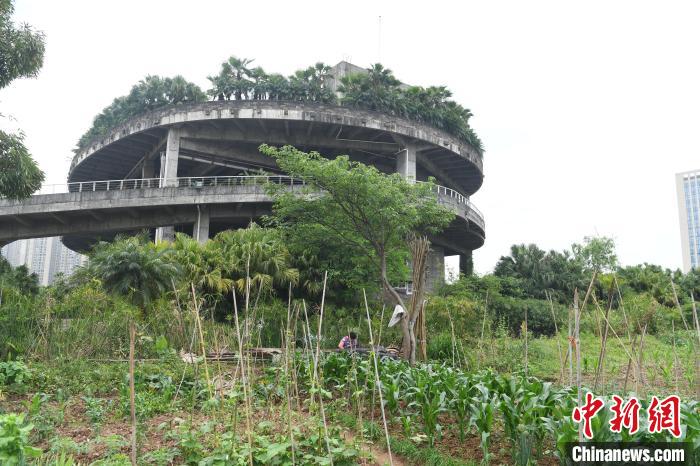工厂楼顶打造的“农场”。　陈超 摄