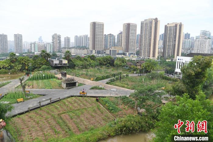 工厂楼顶打造的“农场”。　陈超 摄
