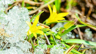 新疆：春风十里 陌上花开