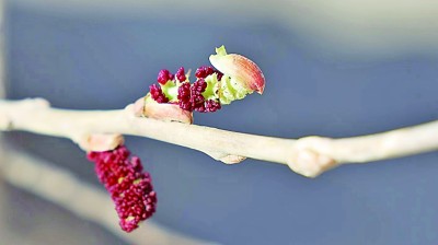 新疆：春风十里 陌上花开