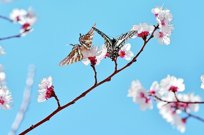 新疆：春风十里 陌上花开