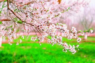 新疆：春风十里 陌上花开