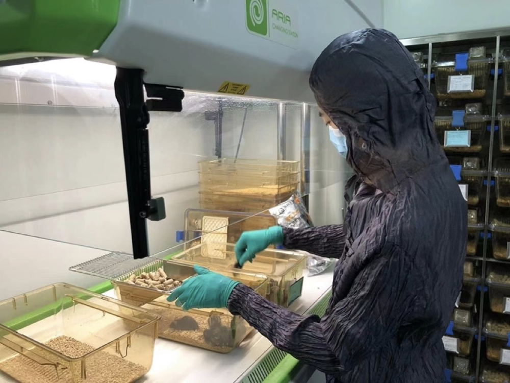 动物房工作人员在屏障环境进行小鼠饲养管理