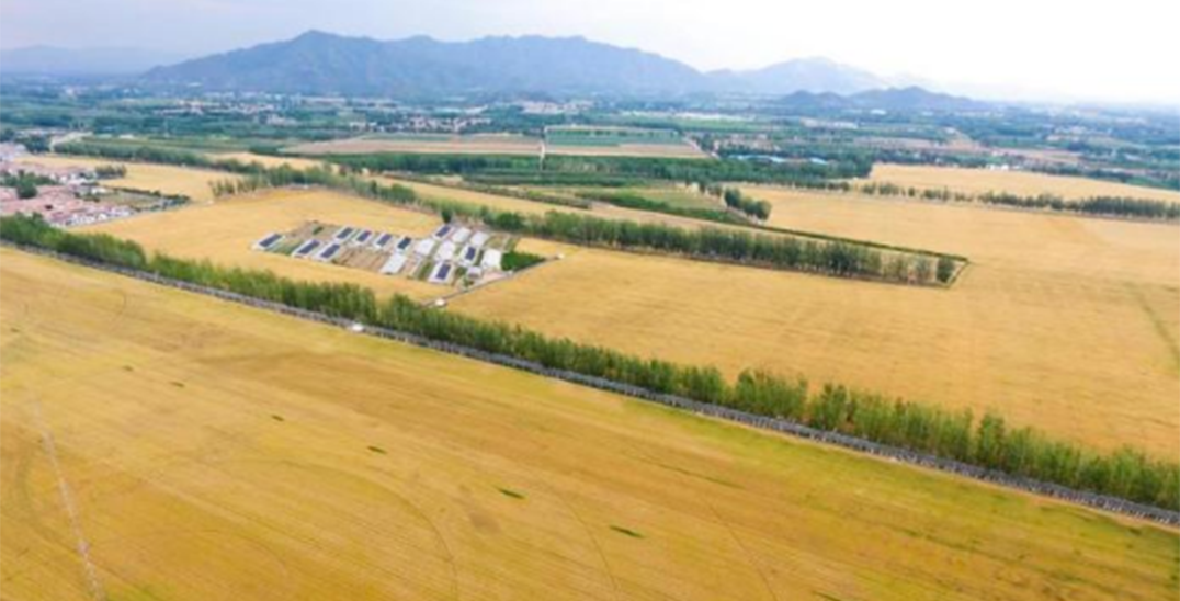 密云小麦开镰 丰收如画