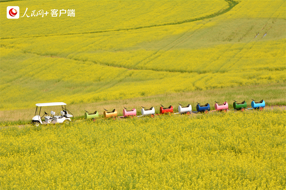 额尔古纳市奥洛契庄园停靠在油菜花田中的观景&ldquo;小火车&rdquo;。人民网孟丽媛摄