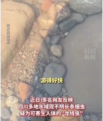 “龙线虫”冲上热搜！官方辟谣