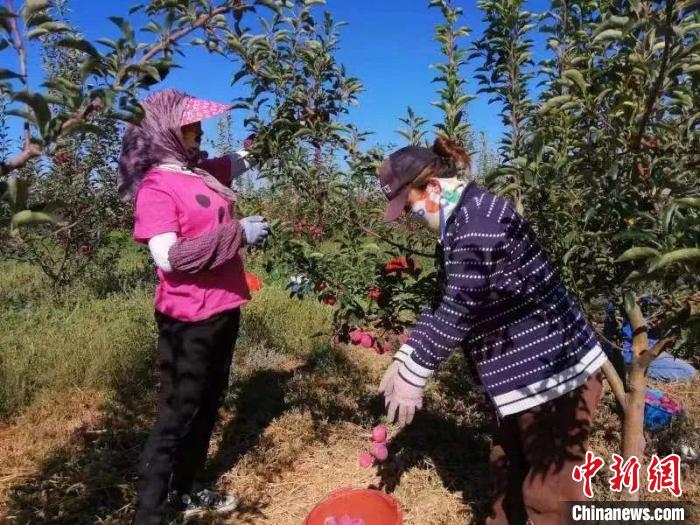 9月中旬以来，新疆霍城县香妃海棠果陆续成熟，农户正忙着采摘、分拣、包装。　帕提曼 摄