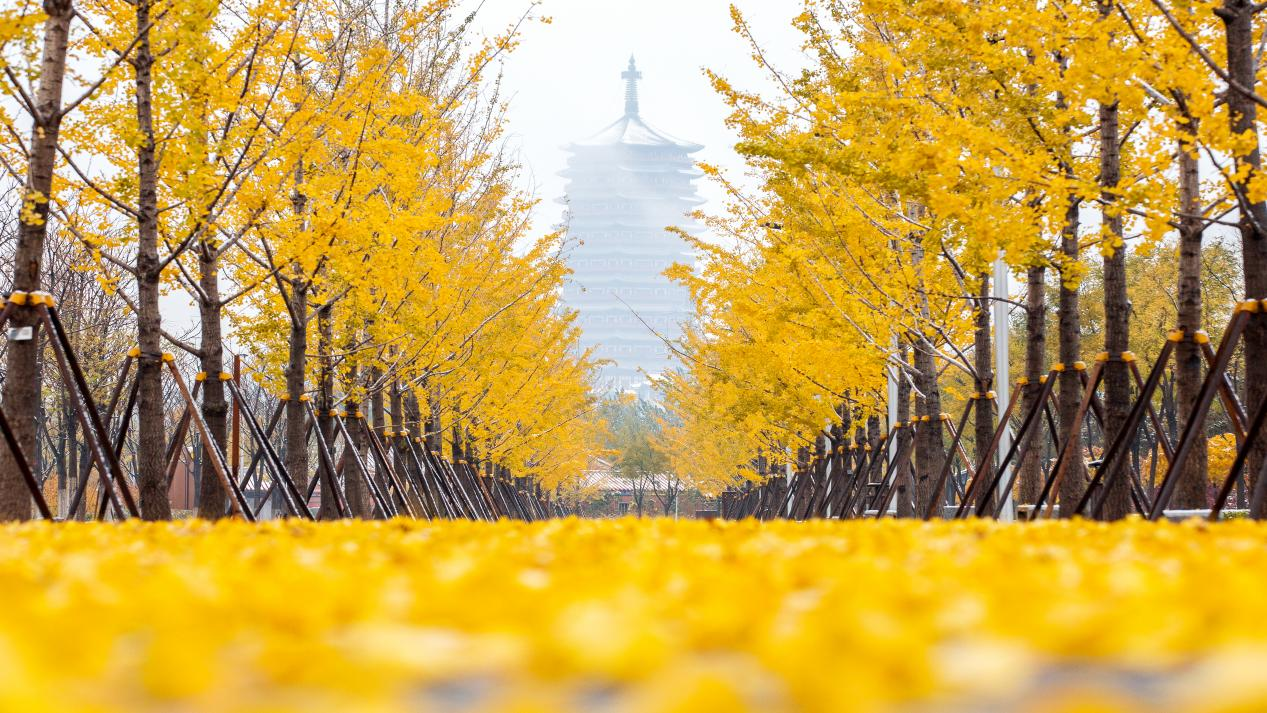 活力丰台 多彩金秋 &mdash;&mdash;2022丰台金秋文化旅游季拉开帷幕