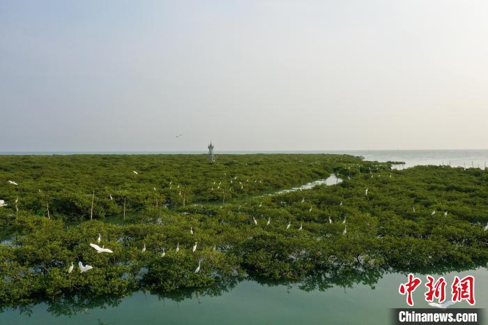 图为红树林生态保护区内白鹭飞舞。　王以照 摄