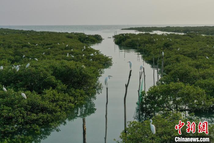 图为红树林生态保护区内白鹭飞舞。　王以照 摄