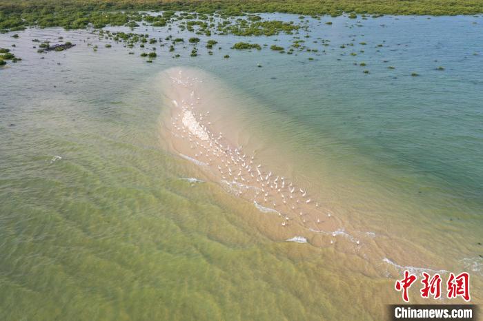 图为白鹭等水鸟在红树林旁的滩涂休息。　王以照 摄