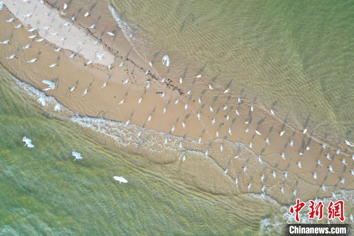 图为白鹭等水鸟在红树林旁的滩涂休息。　王以照 摄