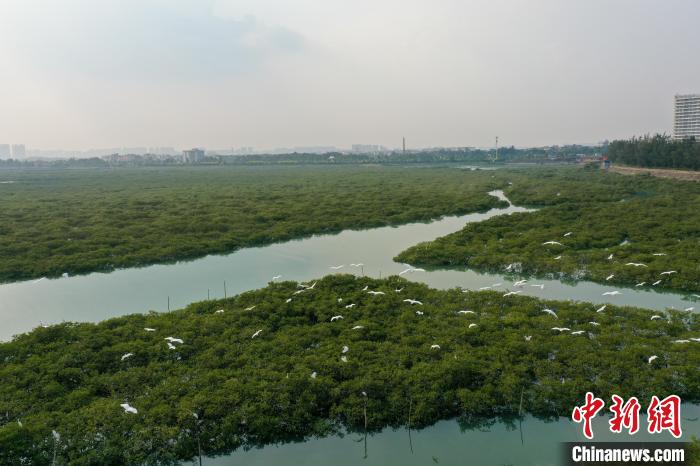 图为红树林生态保护区内白鹭飞舞。　王以照 摄