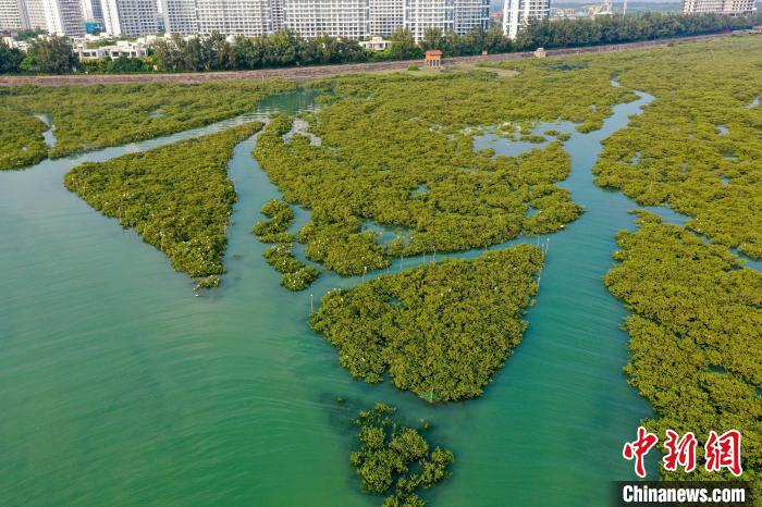 图为碧浪中的广西北海市金海湾红树林生态保护区。　王以照 摄