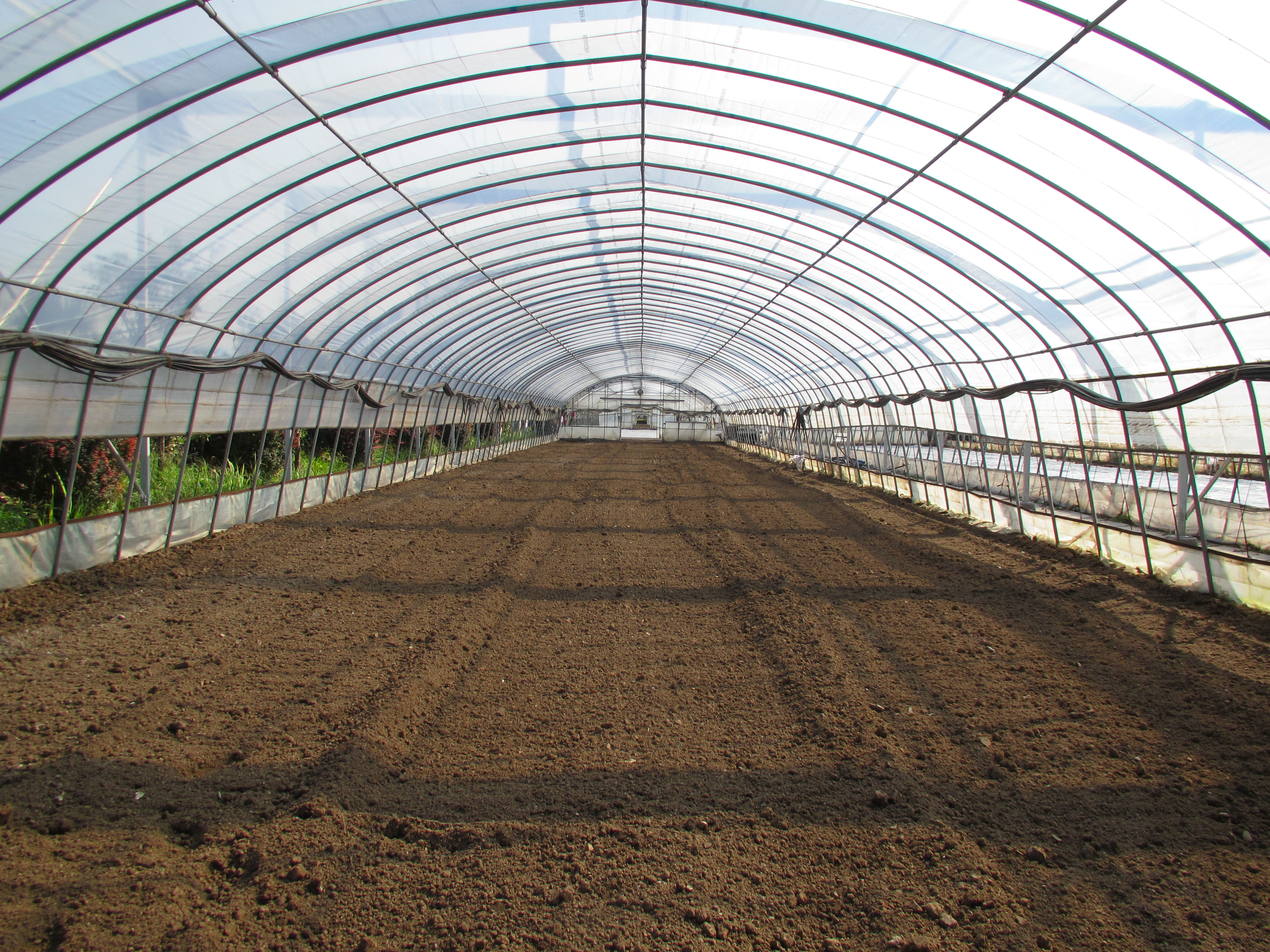 ​草莓秋季育苗 4大管理要点要上心