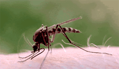 src=http_%2F%2Fn.sinaimg.cn%2Fsinakd202041s%2F633%2Fw400h233%2F20200401%2Fbd89-irpunai2438433.gif&refer=http_%2F%2Fn.sinaimg.gif