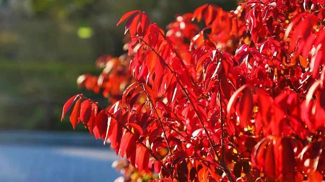 国家植物园(北园)里的密冠卫矛