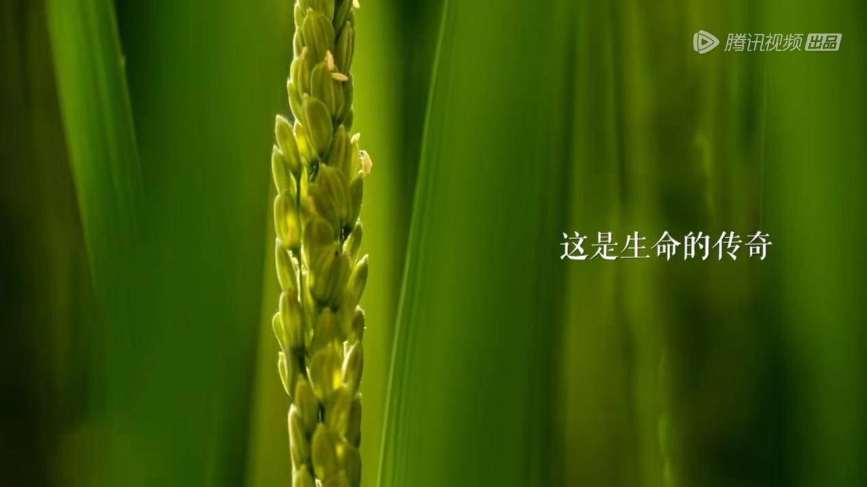 《风味人间4·谷物星球》定档 陈晓卿携人间谷物重磅回归