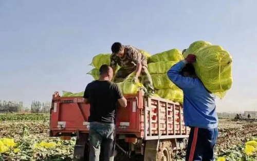 草帽姐夫妇默然不忘献爱心,20万斤爱心大白菜驰援兰山同心抗疫