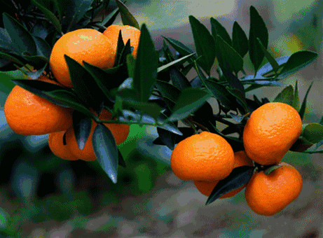 src=http___5b0988e595225.cdn.sohucs.com_images_20191113_63b75c8428484b879553a4f9a7d3518e.gif&refer=http___5b0988e595225.cdn.sohucs.gif