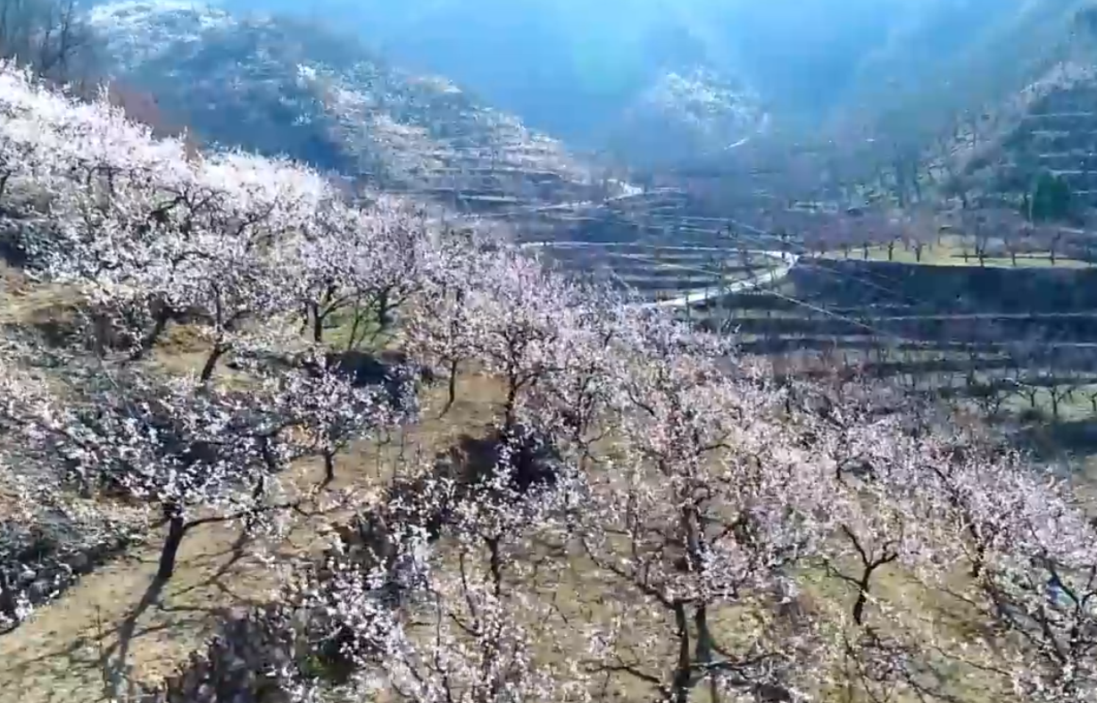 2022年度北京市农民增收典型案例｜平谷区南独乐河镇北寨村：做足“杏文章”，踏上致富路