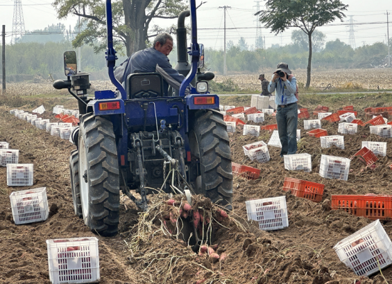 ​延庆西王化营村：小红薯“拖起”致富大产业