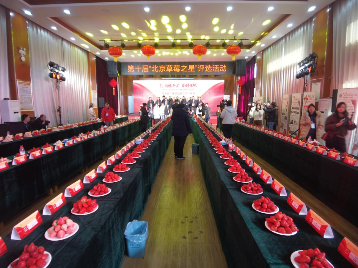 第十届“北京草莓之星”评选暨第五届昌平草莓节活动成功举办