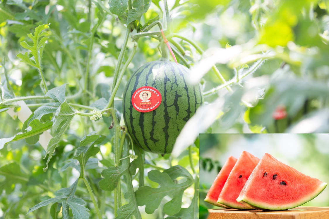 “北京优农”品牌溯源 探寻大兴西瓜的百年传奇