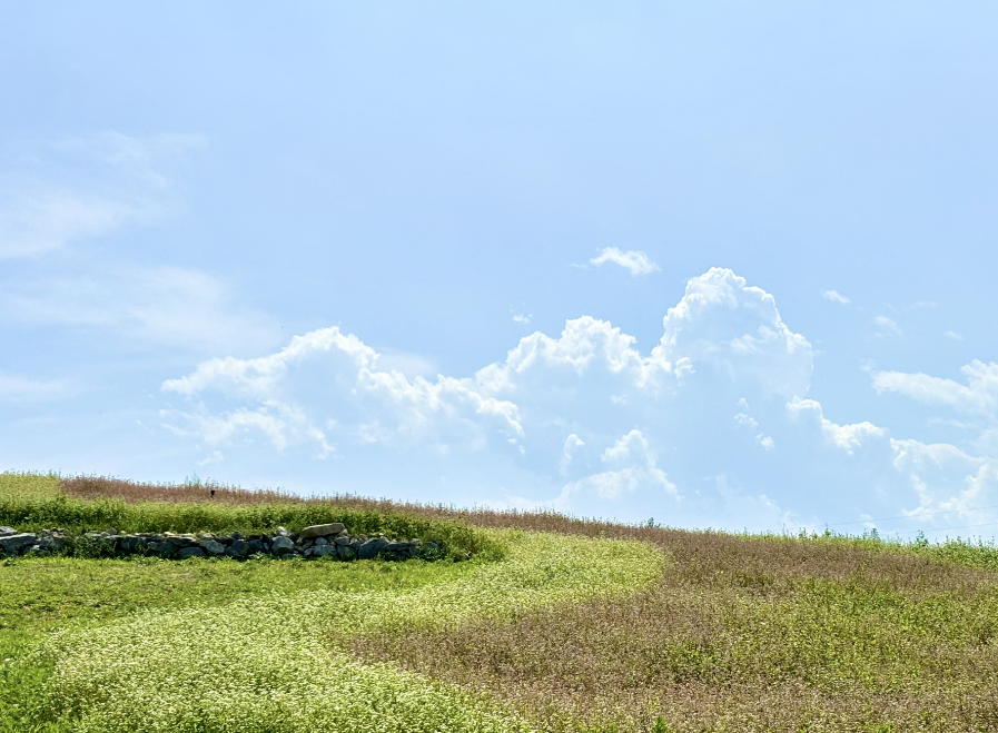 北京：芸上梯田荞麦花开 公园农业再添新亮点