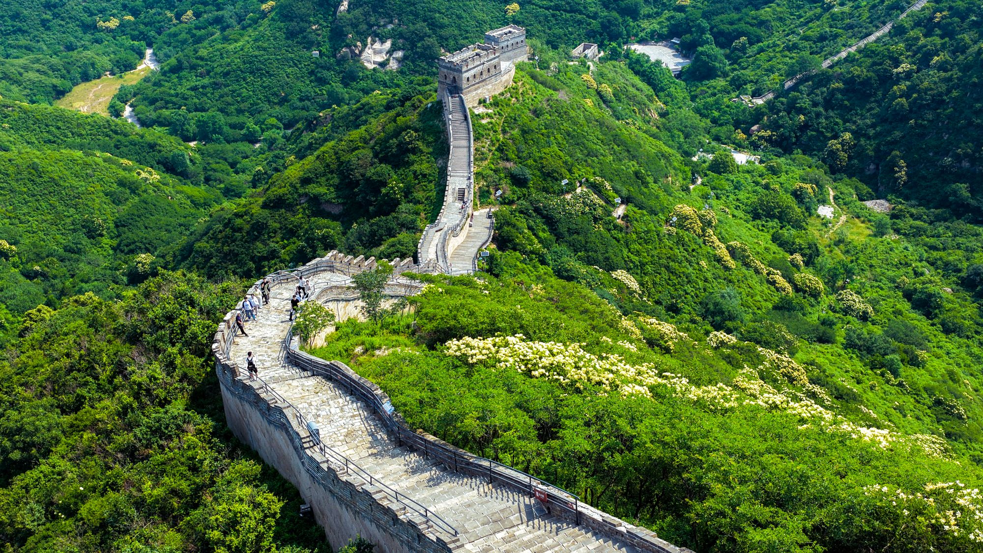 当暴马丁香邂逅古长城 八达岭夏日“香雪”成诗