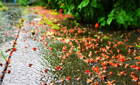 洒落在陆游诗歌里的夜雨