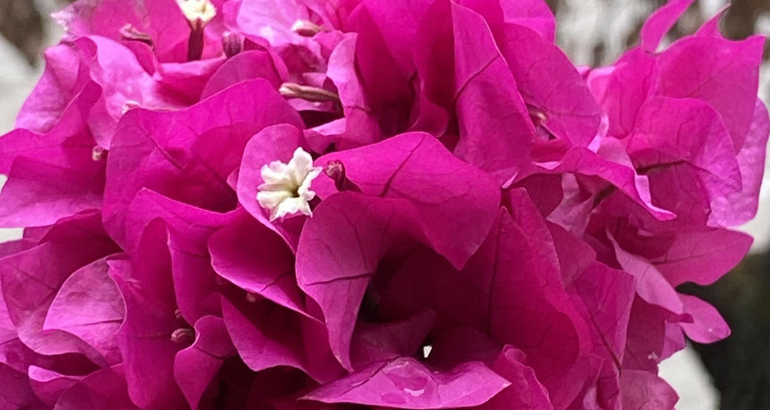 图片新闻｜京津冀三地年宵花喜迎春