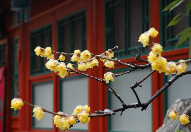 大美北京｜蜡梅抢先报春 点点鹅黄你看到了吗？