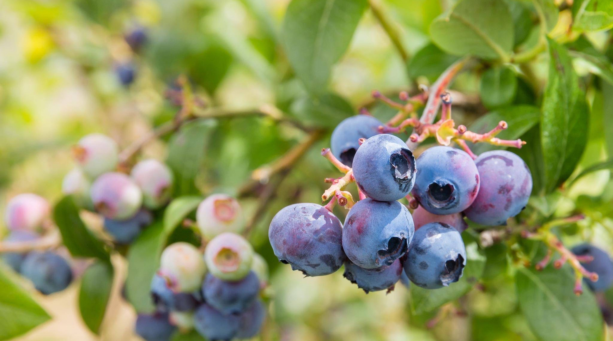 北京观察·读懂中国｜中国蓝莓是怎么“逆袭”的？