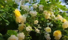 花园里的北京｜北京有个“国字号”秘密花园，月季超2000种