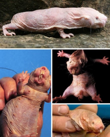 丑到极致!盘点自然界让人无语的奇葩动物(图)(3)