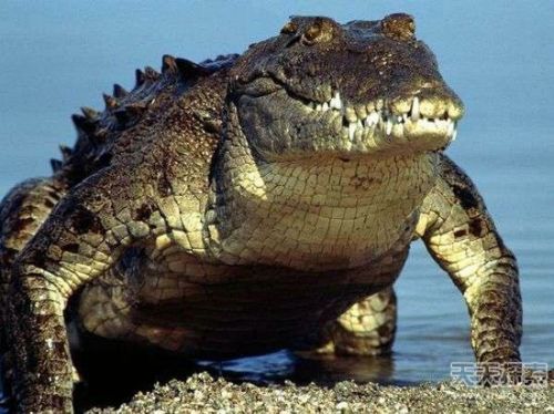 全球最致命的杀人生物 它每年夺走数百万生命