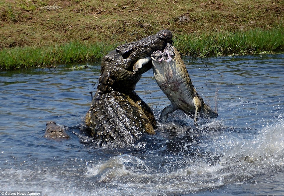 摄影师抓拍食人鳄水中残虐小鳄鱼照
