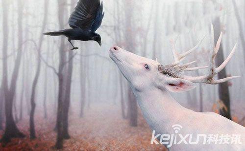 动物界十大基因突变生物盘点 独角兽真实存在?