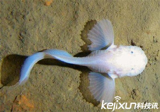地球上最深的海沟:马里亚纳海沟发现狮子鱼(3)