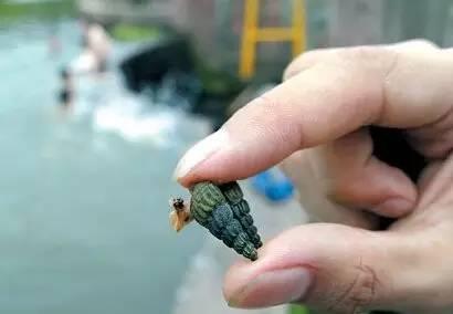 最恐怖的15大人类杀手:第一竟然是蚊子