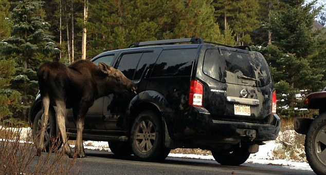 在加拿大一座国家公园内无意中拍摄到两只驼鹿舔舐他的汽车车身的画面