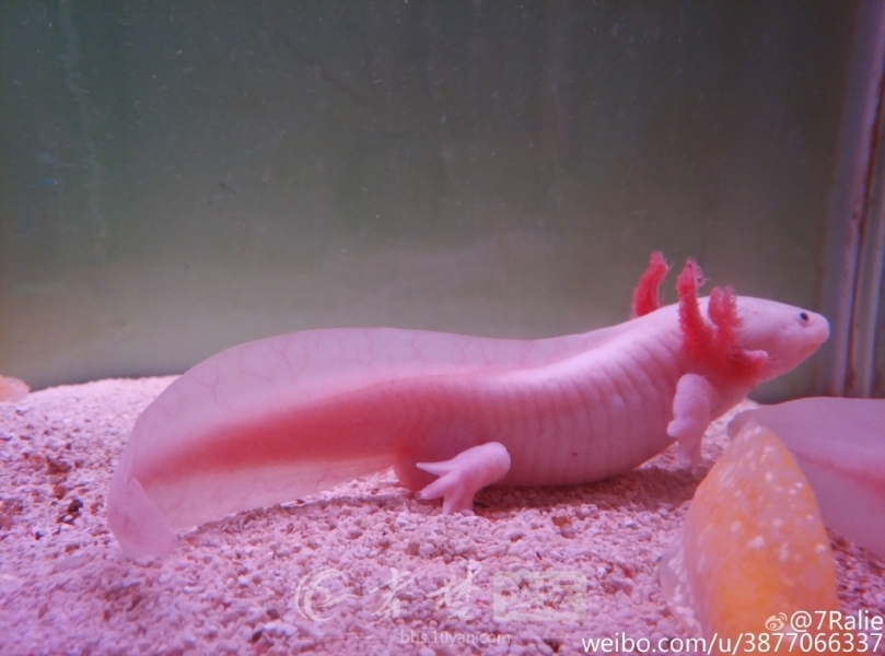 湖北十堰现恐龙鱼 憨态可掬颜色各异(3)