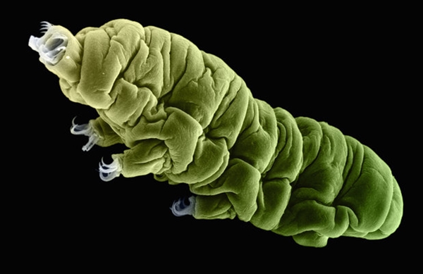 日科学家复活水熊虫零下20度冰冻30年不死