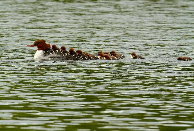 拍摄河中的天鹅,无意中发现池塘边的一只母鸭子背着16只小鸭子过河