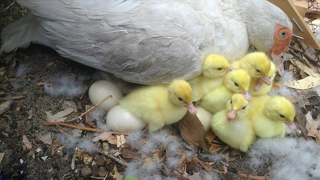 暖心母鸭哺养小袋狸视如己出