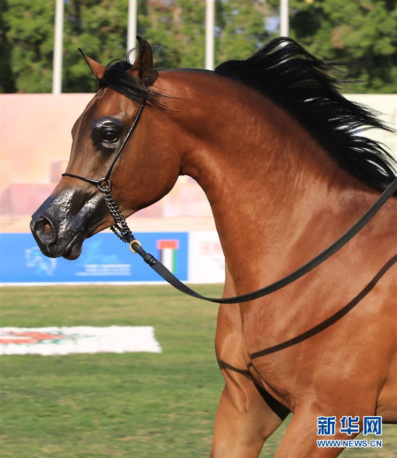 阿布扎比举行2016阿拉伯纯种马选美赛(4)-千龙网·中国首都网