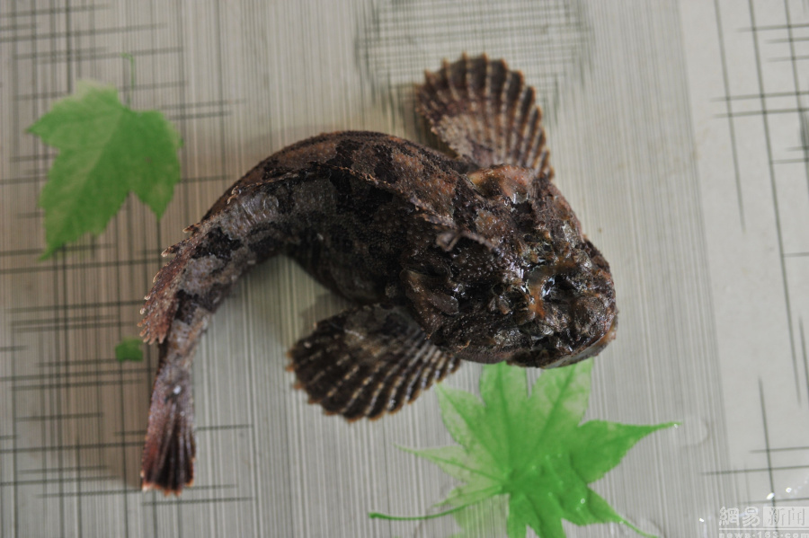 图为渔民捕获的"海怪鱼".